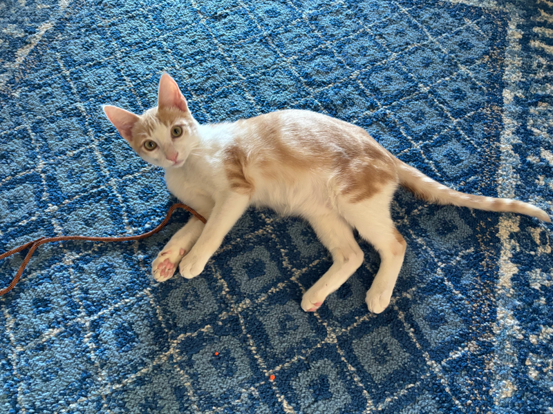 Hey Mikey foster kitten at Adams Gardens in Nampa, Idaho