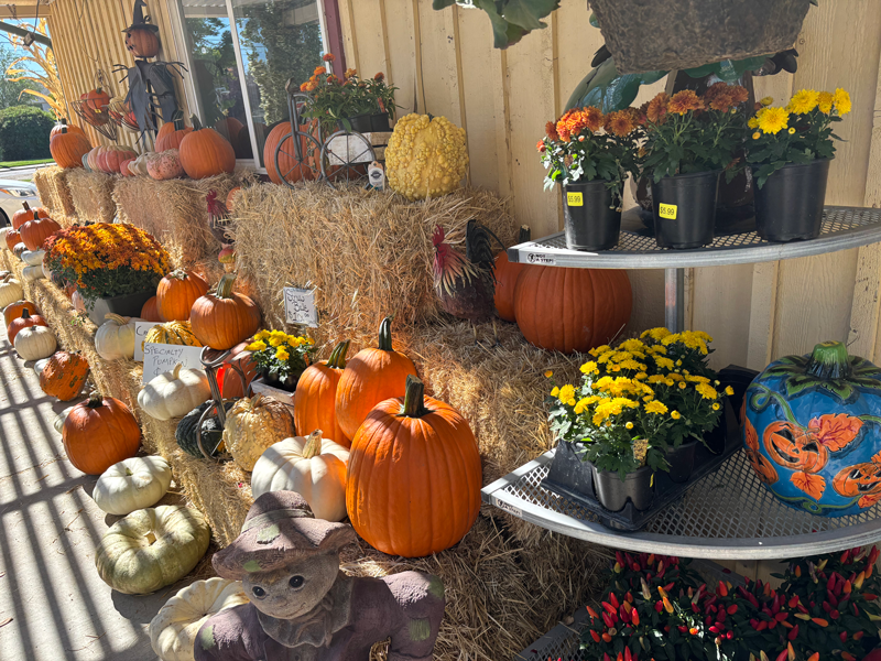 Pumpkins at Adams Gardens in Nampa, Idaho