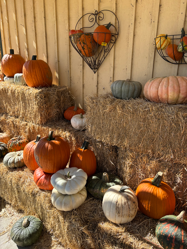 Pumpkins and straw bales at Adams Gardens in Nampa, Idaho
